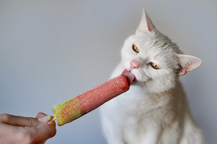 cuidados gato no calor