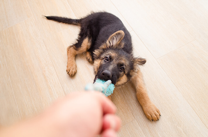 cachorro filhote brincando de puxar com o seu dono