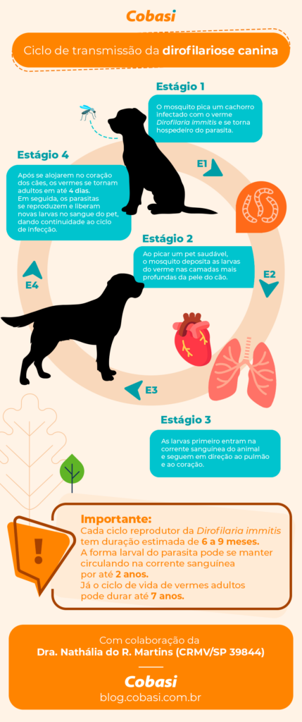 infográfico com ciclo reprodutor da dirofilariose canina