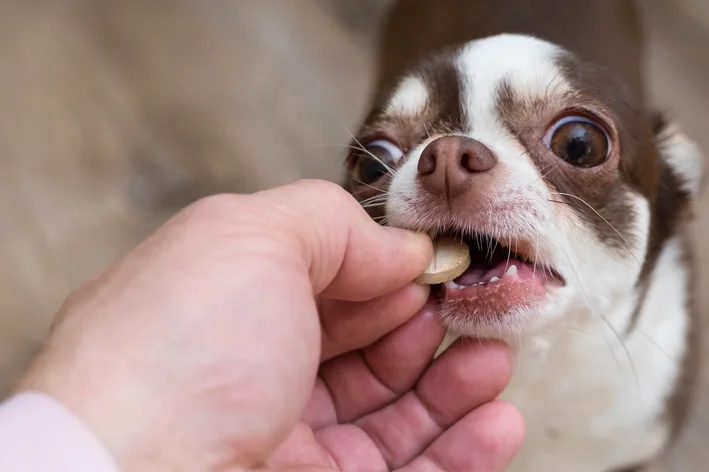 cachorro com dirofilariose tomando remédio