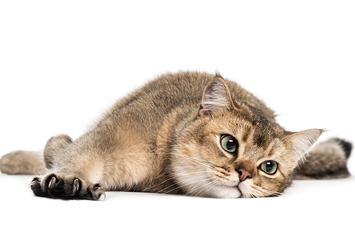 gato de pelo curto deitado no chão