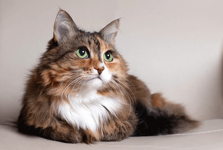 gato de pelo longo deitado olhando para cima