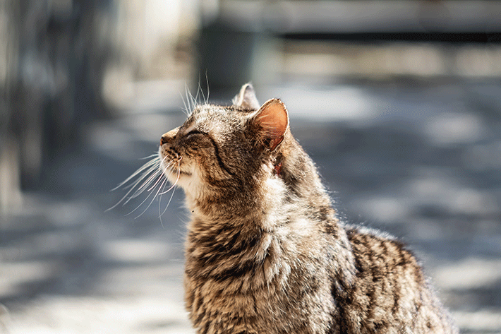 gato idoso olhando para cima sentado de lado