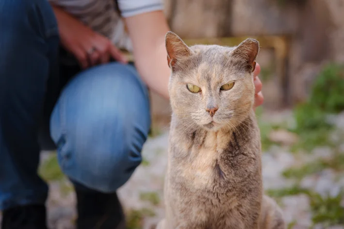 Gato de pelagem clara com expressão relaxada no jardim, ao lado de pessoa com calça jeans. Ambiente ao ar livre com folhas verdes e árvores ao fundo.