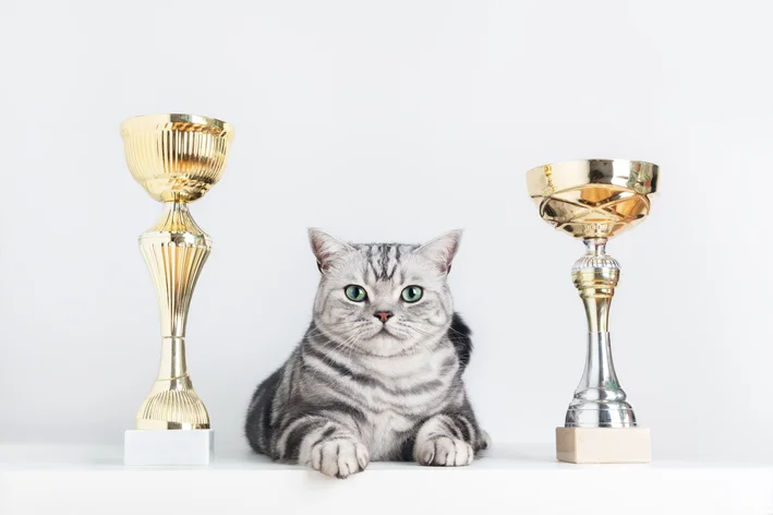 Gato cinza com olhos verdes entre dois troféus de ouro e prata sobre fundo branco, simbolizando conquista e sucesso.