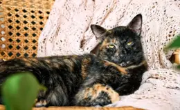 Gata idosa de pelagem tortoiseshell deitada em um sofá com aparência relaxada, cercada por uma decoração acolhedora.