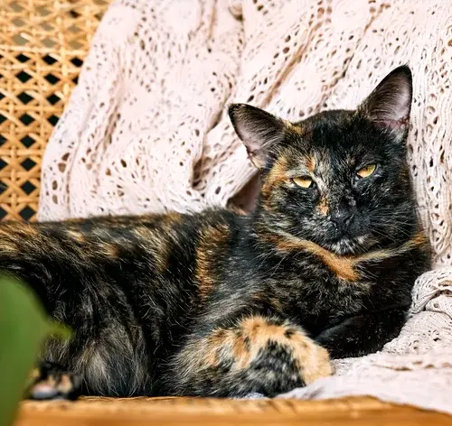 Gata idosa de pelagem tortoiseshell deitada em um sofá com aparência relaxada, cercada por uma decoração acolhedora.