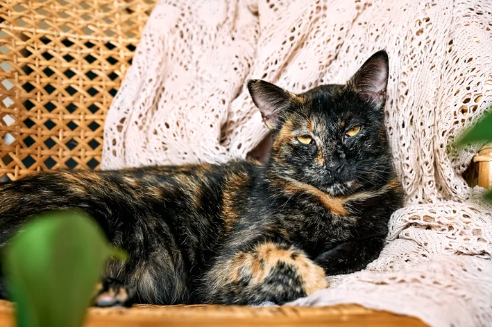 Gata idosa de pelagem tortoiseshell deitada em um sofá com aparência relaxada, cercada por uma decoração acolhedora.