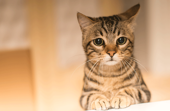 gato não quer comer com semblante triste