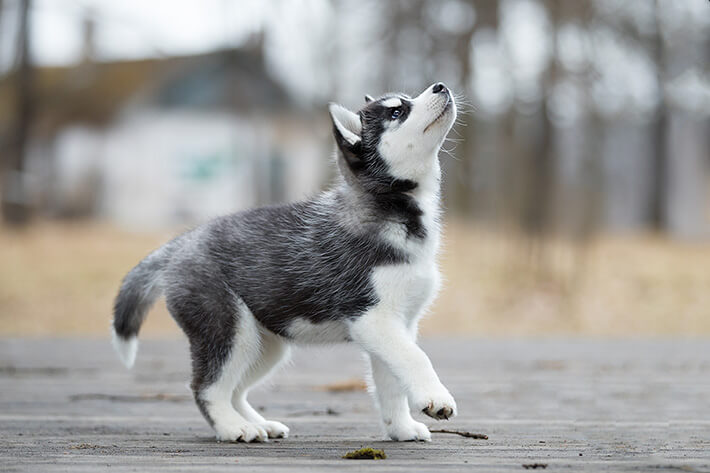 Husky Siberiano 