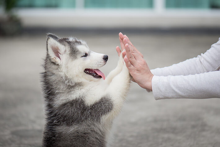 husky siberiano filhote com as patinhas na mão do dono