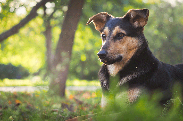 sintomas de um cachorro com calazar