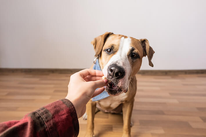 foto que mostra o que cachorro pode comer