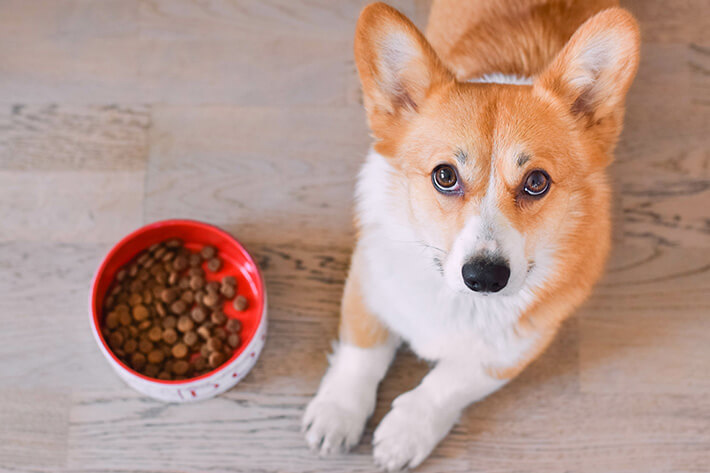 o que cachorro pode comer além da ração