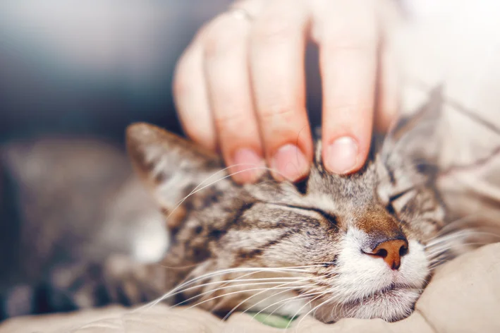 gato deitado no sofá recebendo carinho do tutor