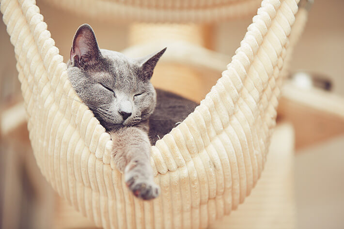 Gato dormindo muito é normal ou motivo de preocupação? 3