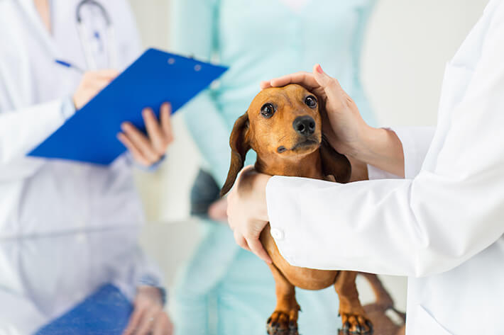 quais os sintomas da doença do carrapato no pet sendo examinado