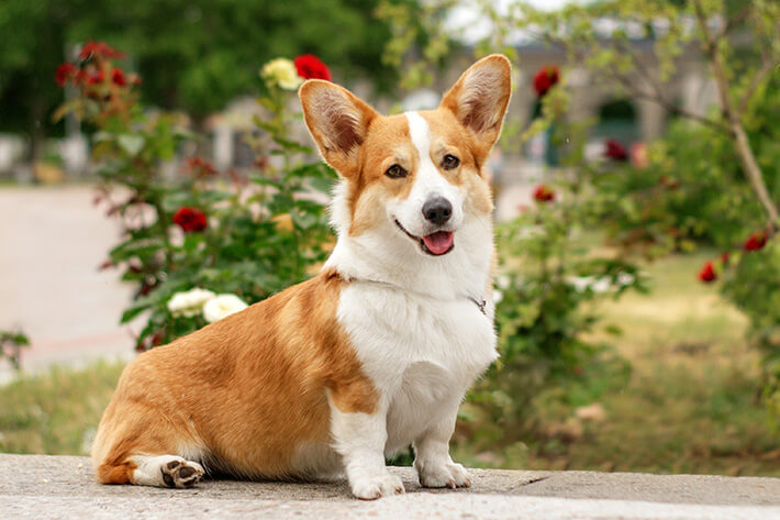 um corgi cachorro que parece raposa sentado no chão com um fundo de flores