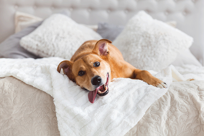 cachorro de pelo curto deitado na cama