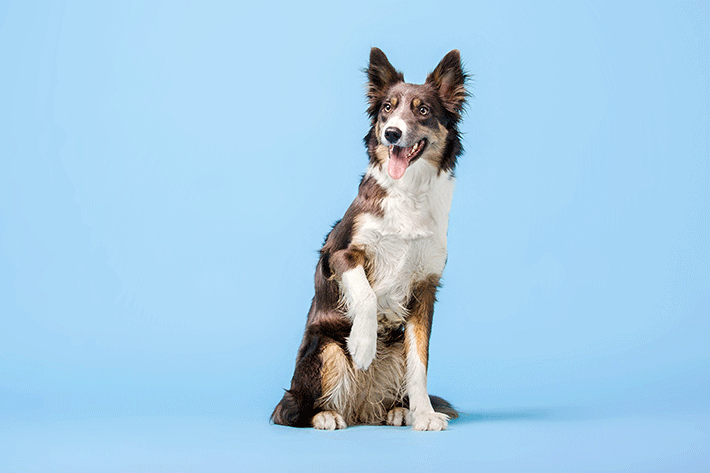 cachorro de pelo longo da raça border collie sentado com a pata levantada e língua de fora