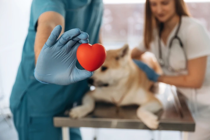 imagem de Dirofilariose: conheça tudo sobre a doença do verme do coração em cães
