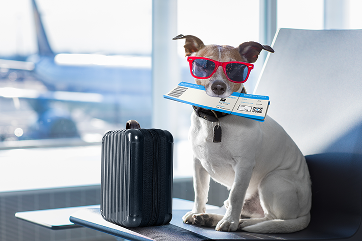 viajar de avião com cachorro