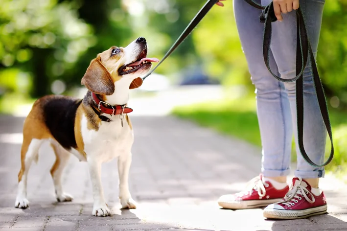 tipos de coleiras para cachorro Coleira de pescoço para cachorro