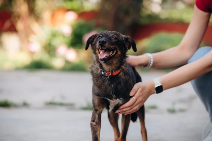 Cachorro alegre de raça sem raça definida, com pelagem escura e brincando ao ar livre com uma pessoa que segura sua cabeça e corpo, ambiente externo e jardim ao fundo.