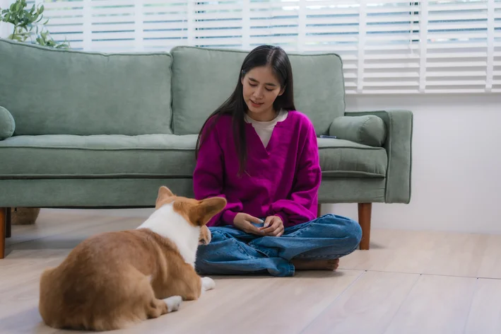 	
Jovem mulher sentada no chão da sala brincando com seu cachorro de raça Corgi, ambiente confortável e bem iluminado com janelas e sofá cinza ao fundo