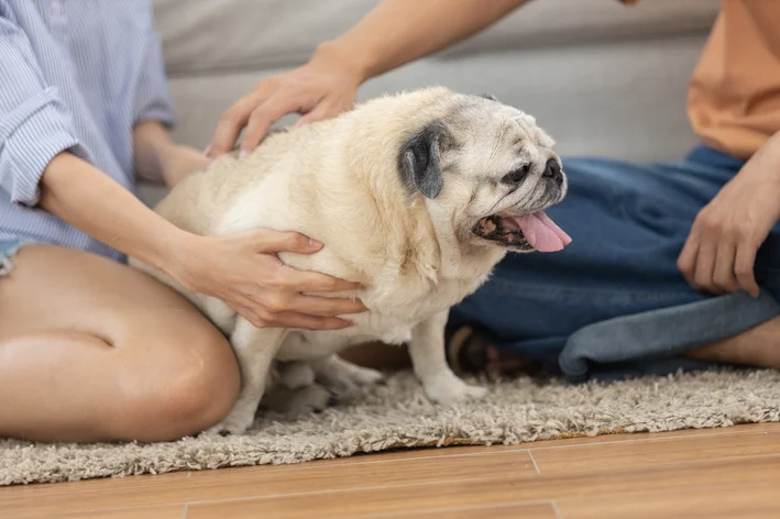 	
Pessoa acariciando um cachorro pug dentro de casa, mostrando carinho e atenção ao pet.