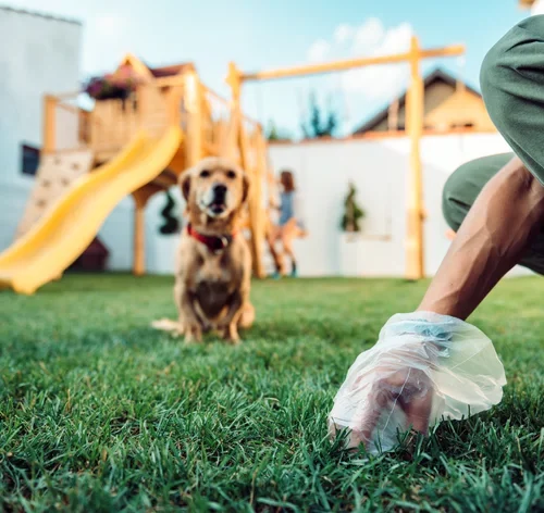 Coprofagia: como ajudar um cachorro que está comendo cocô 1