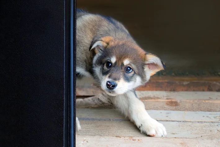 Filhote de cachorro husky fofo espiando por trás de uma parede de madeira, com olhos azuis e expressão curiosa, ideal para anúncios de adoção e pets.