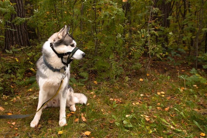 Tipos de coleiras para cachorro: Coleira cabresto para cachorro