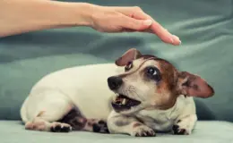 Cachorro de raça Jack Russell Terrier sendo acariciado por uma pessoa, demonstrando carinho e cuidado