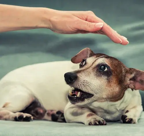 Cachorro de raça Jack Russell Terrier sendo acariciado por uma pessoa, demonstrando carinho e cuidado