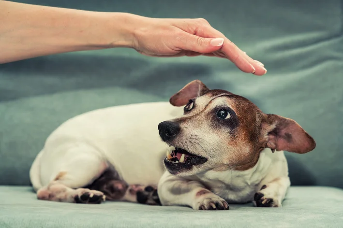 Cachorro de raça Jack Russell Terrier sendo acariciado por uma pessoa, demonstrando carinho e cuidado