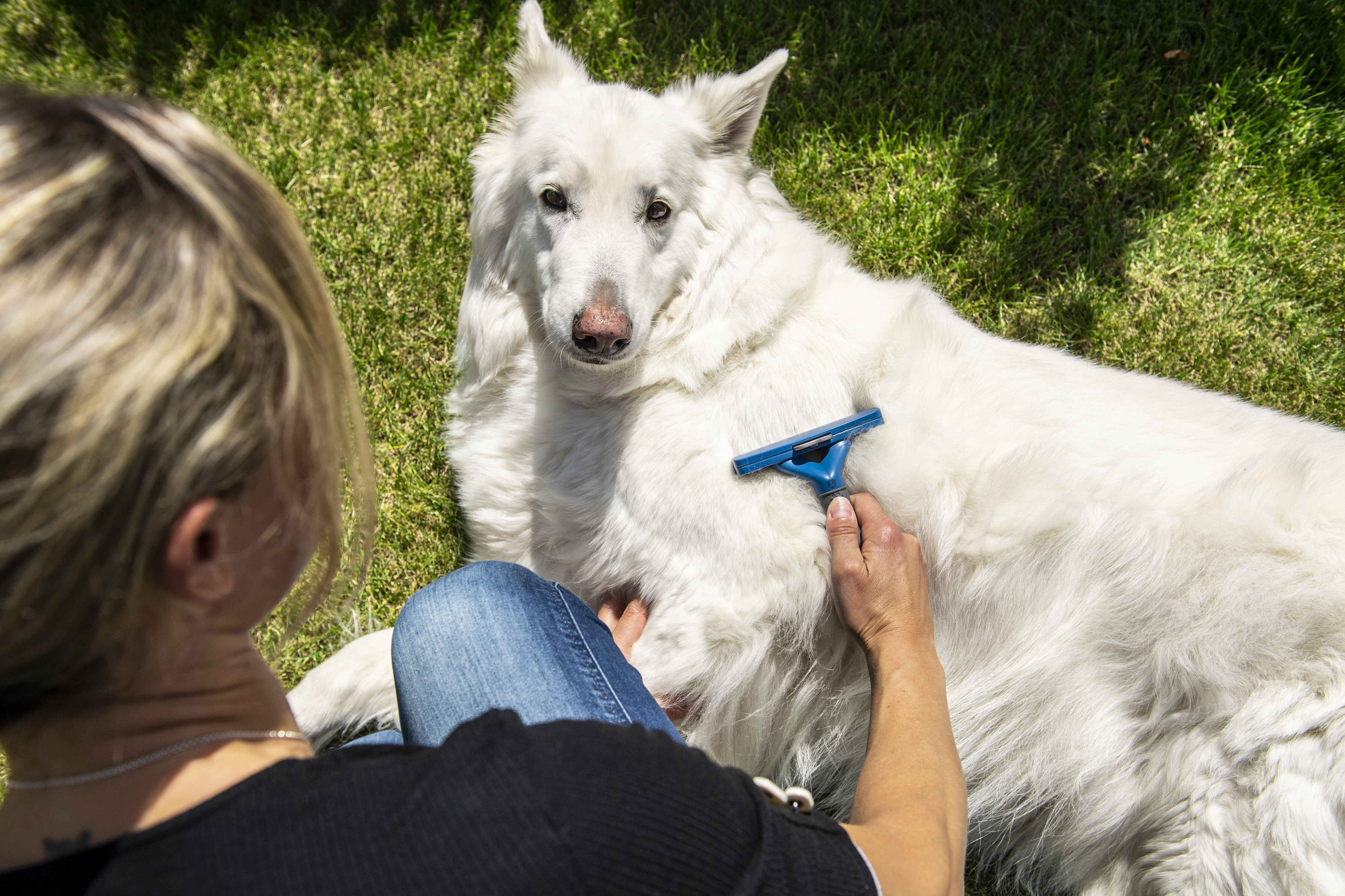 Furminator é bom pra cachorro peludo