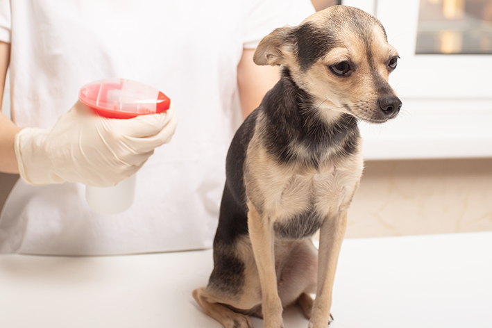 cachorro sendo tratado com óleo de neem