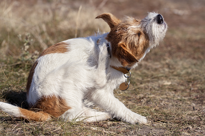 Cachorro com pulgas no verão