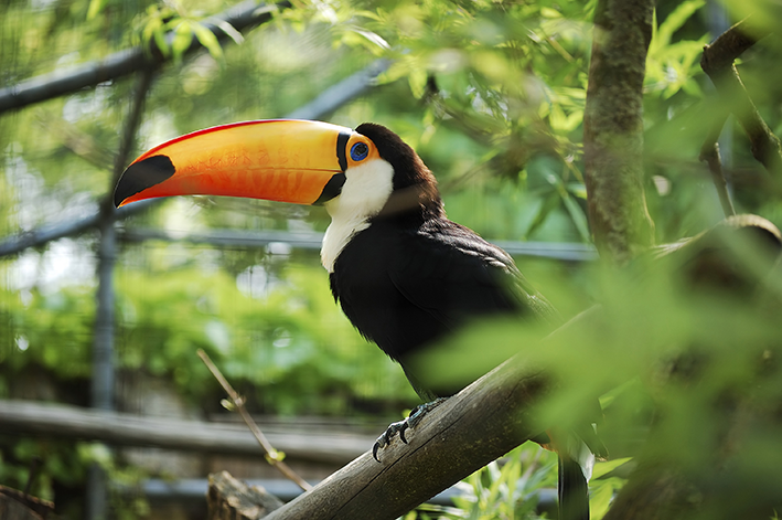 tucano na lista de animais silvestres