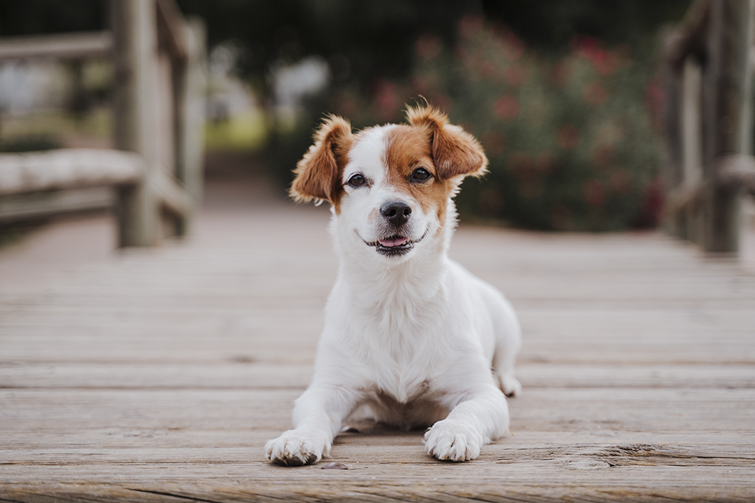 até quando um cachorro cresce