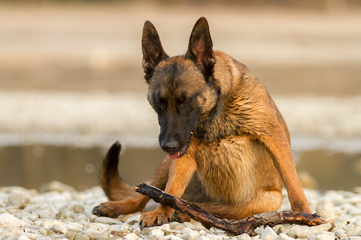 cachorro engasgado