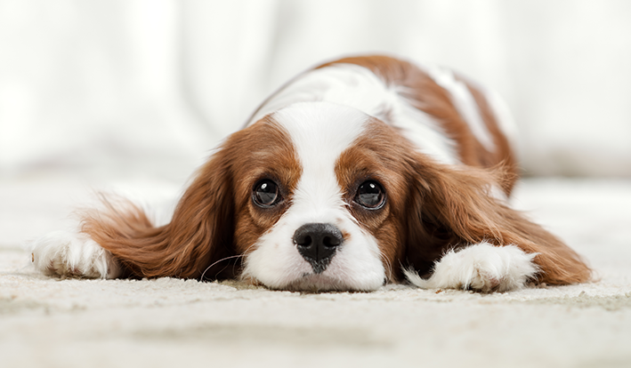 cachorro não quer comer ração