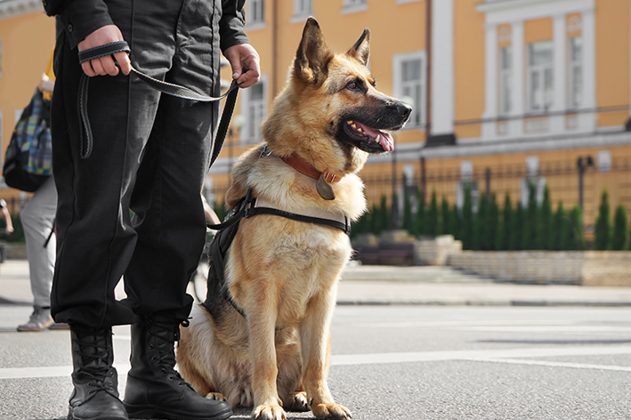 Cachorro policial