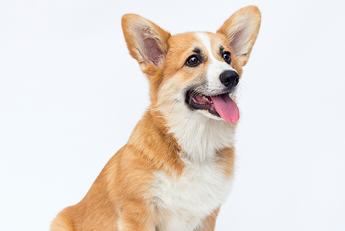 cachorro que não late da raça corgi