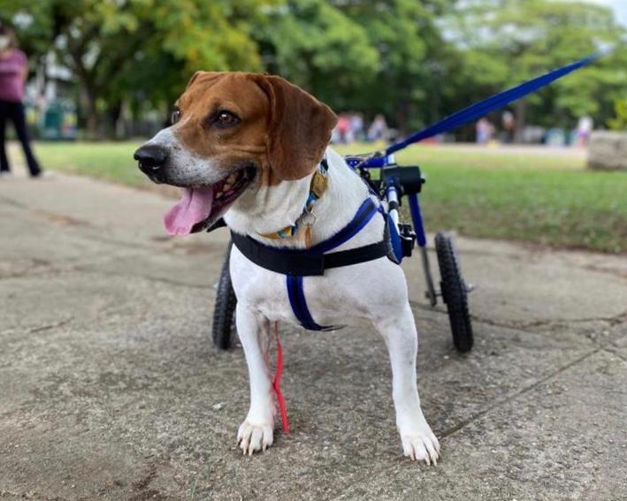 Gin na cadeira de rodas para cachorro