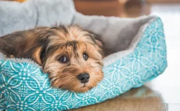 cachorro doente na caminha