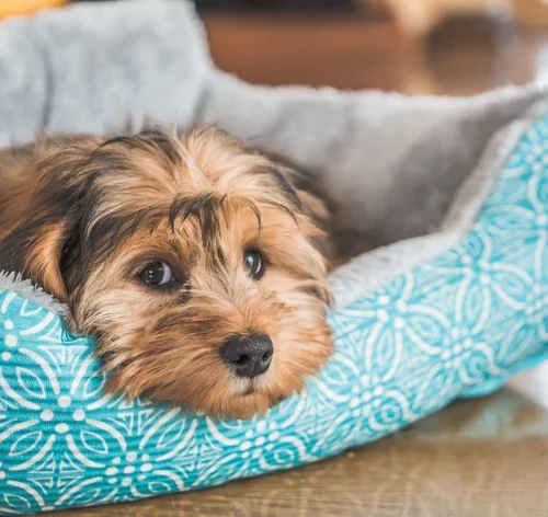 cachorro doente na caminha