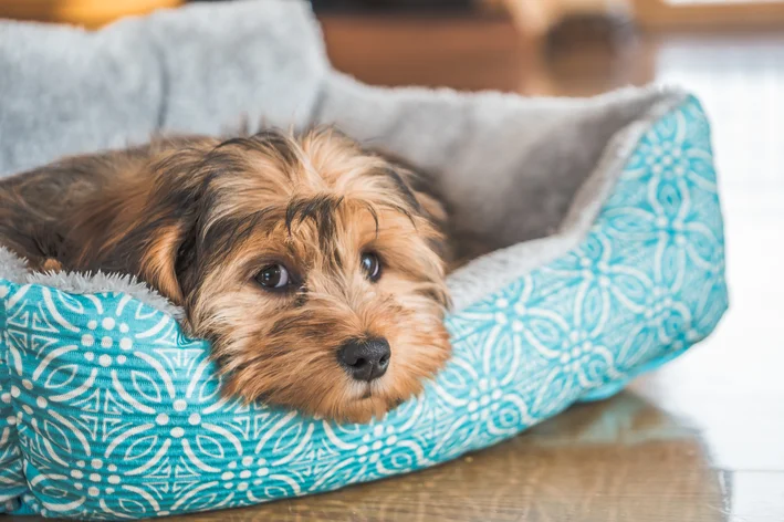 cachorro doente na caminha