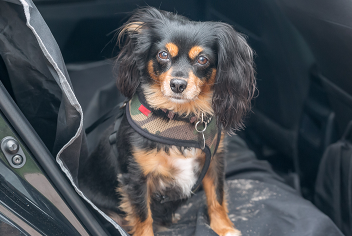 Cachorro sentado na capa de carro suja